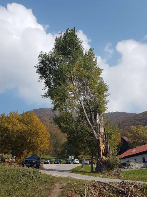Arboristično svetovanje - Sanacija poškodovanega drevja.